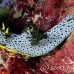 nudibranch_uc_h_0012_pal0511.jpg